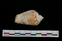 藏品(紅嬌鳳凰螺)的圖片